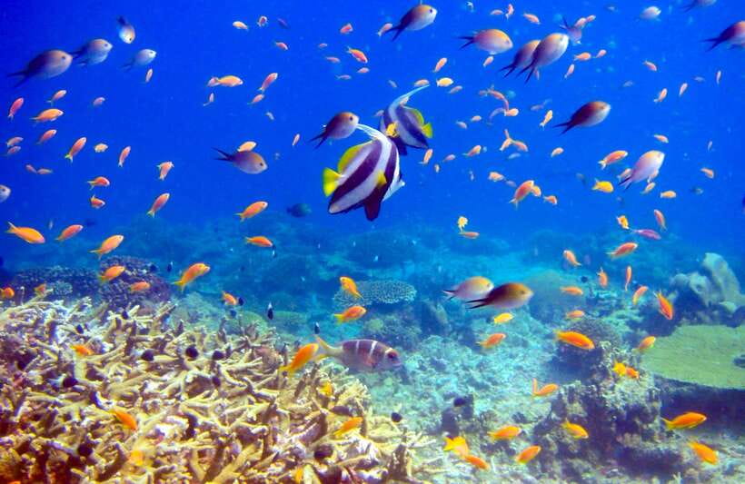 Semporna: Bohey 3 Islands Hike, Snorkel/Dive Tour with Lunch - Language, safety, and comfort