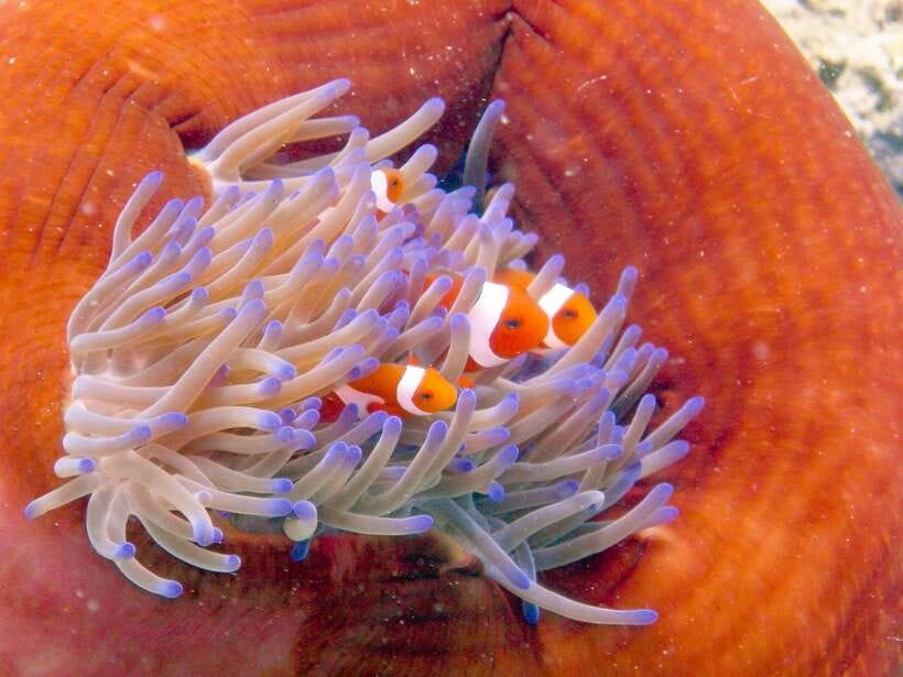 Semporna: Bohey 3 Islands Hike, Snorkel/Dive Tour with Lunch - Who will enjoy this day most