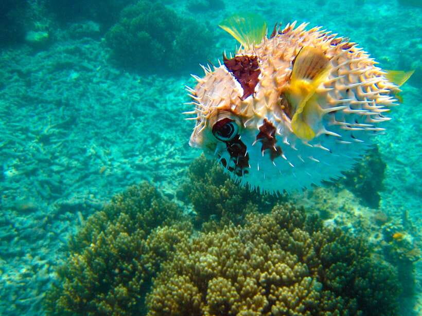 Semporna: Mabul and Kapalai Trip in Snorkel or Dive & Lunch - The first Mabul water session