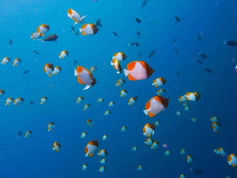 Semporna: Mabul and Kapalai Trip in Snorkel or Dive & Lunch - Kapalai offers the second chance