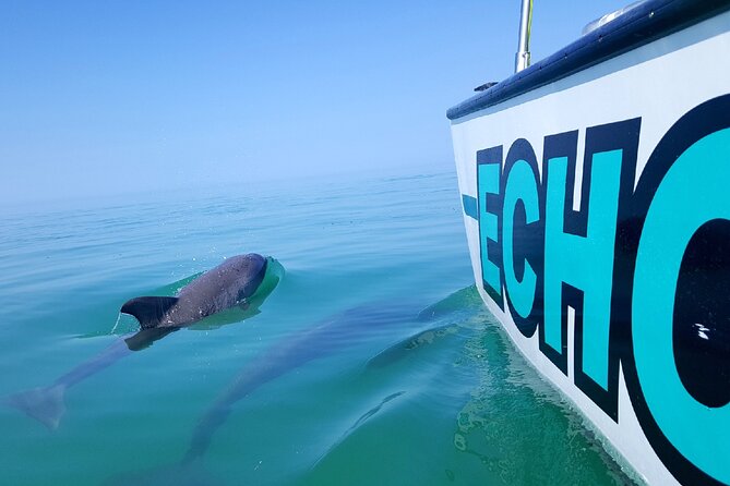 Shallow Water Snorkeling and Dolphin Watching in Key West - The first search for wild dolphins