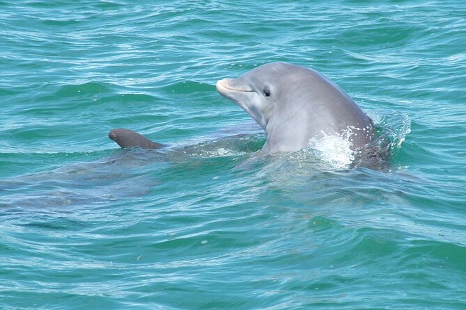 Shallow Water Snorkeling and Dolphin Watching in Key West - Sailing back with fruit, snacks, and drinks