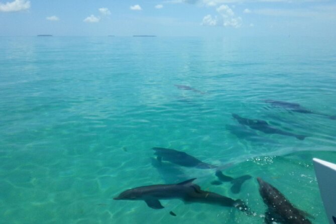 Shallow Water Snorkeling and Dolphin Watching in Key West - What the crew adds to the trip