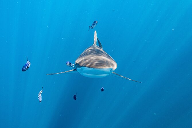 Shark Safari & Snorkel Adventure in Cabo San Lucas - Leaving Cabo at 7 a.m. for the open sea