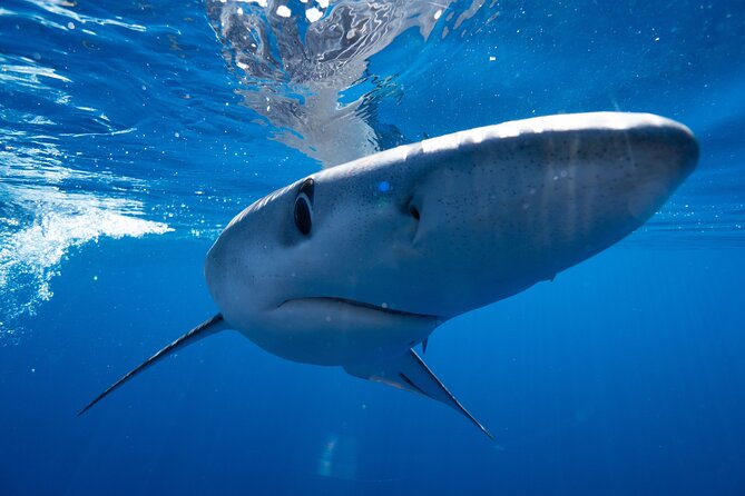 Shark Safari & Snorkel Adventure in Cabo San Lucas - Rough water and seasickness are real concerns