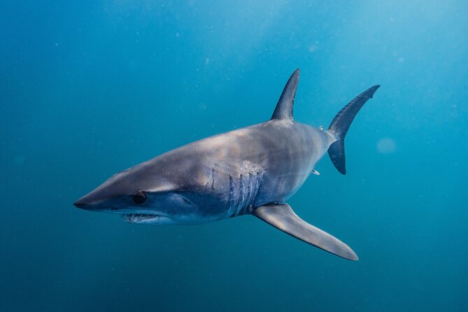 Shark Safari & Snorkel Adventure in Cabo San Lucas - How to prepare for a better day