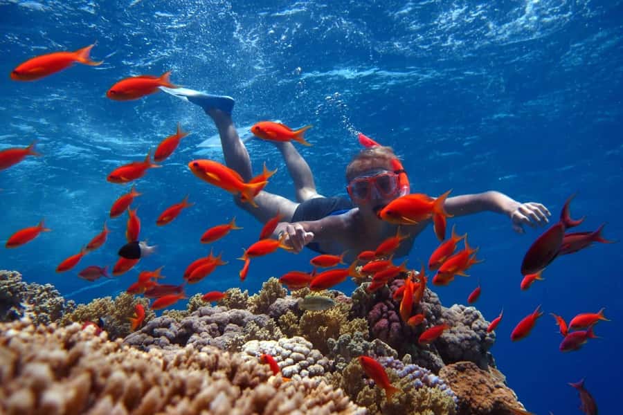 Sharm El Sheikh: Ras Mohamed Cruise with Snorkeling & Lunch - Key points to know before booking