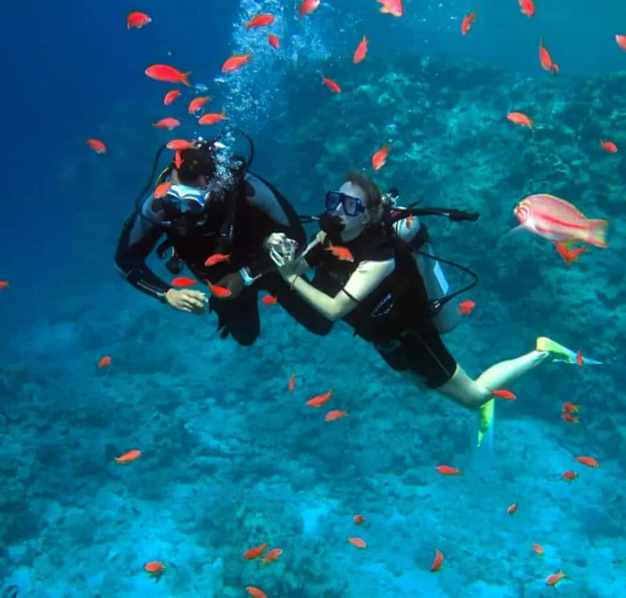 Sharm El Sheikh: Ras Mohamed & White Island Dive & Snorkel - Why this Red Sea day trip offers good value