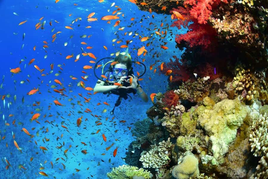 Sharm El Sheikh: Ras Mohamed & White Island Dive & Snorkel - The second snorkeling stop and time in the water