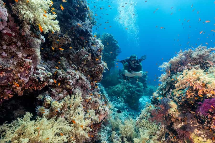 Sharm El Sheikh: Ras Mohamed & White Island Dive & Snorkel - What the $29 price really covers
