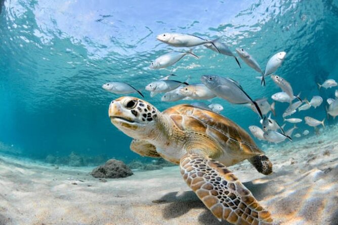 Sharm El Sheikh: Ras Mohamed, White Island, Snorkel and Diving - White Island: sand, shallow water, and photographs