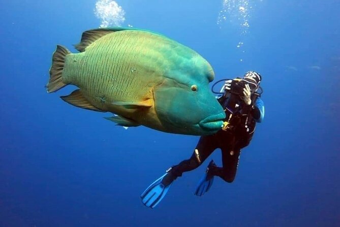 Sharm El Sheikh: Ras Mohamed, White Island, Snorkel and Diving - Why Ras Mohamed is the main event