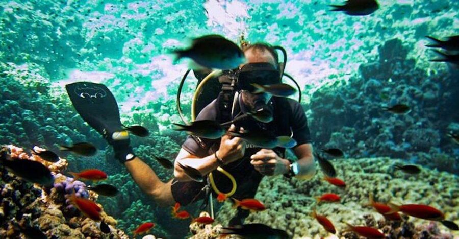 Sharm El Sheikh: Ras Mohamed & White Island Snorkel or Dive - Key points to know before booking