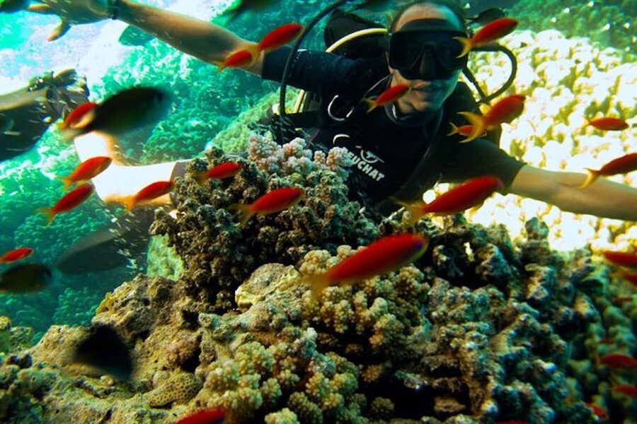Sharm El Sheikh: Ras Mohamed & White Island Snorkel or Dive - Small practical details that improve the day