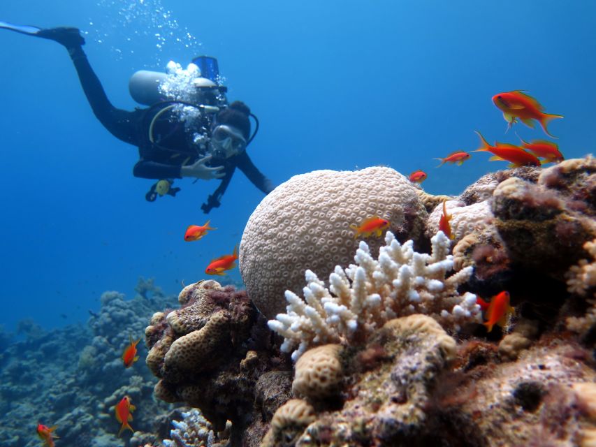 Sharm El Sheikh: Ras Mohamed & White Island Snorkel or Dive - The real cost: $18 is only the starting point