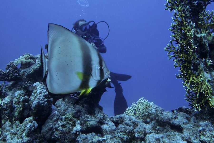 Sharm El Sheikh: Ras Mohamed & White Island Snorkel or Dive - Choosing one day, three days, snorkeling, or nighttime scuba