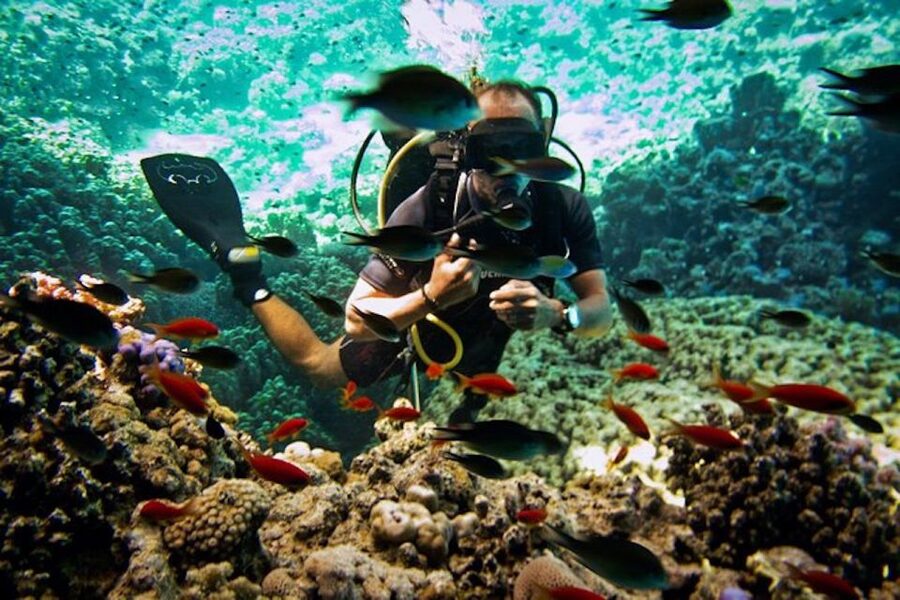 Sharm El Sheikh: Ras Mohamed & White Island Snorkel or Dive - Two water sessions at selected reef sites