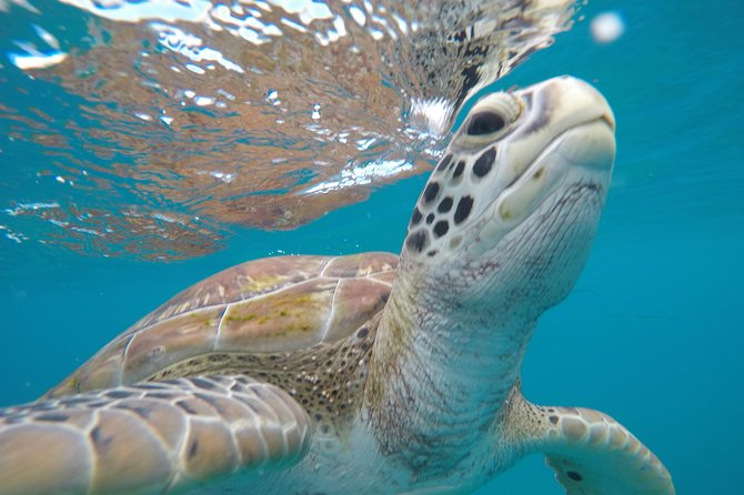 Shasa private catamran sailing cruise, Snorkel with turtles. - Starting at The Sandpiper in Holetown