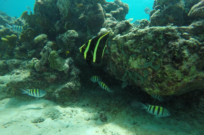 Shasa private catamran sailing cruise, Snorkel with turtles. - Cobblers Cove and the Greenback Turtles