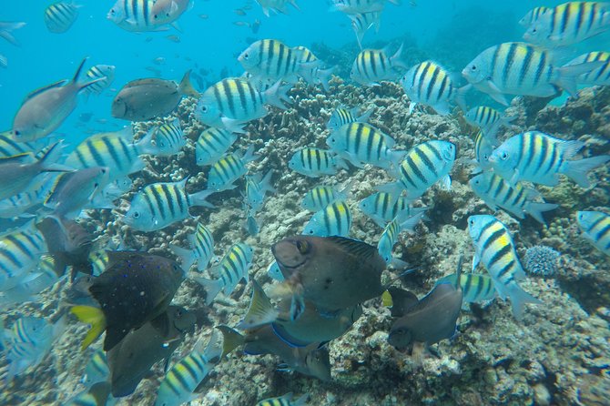 Shasa private catamran sailing cruise, Snorkel with turtles. - Who Will Enjoy This Three-Hour Sailing Trip