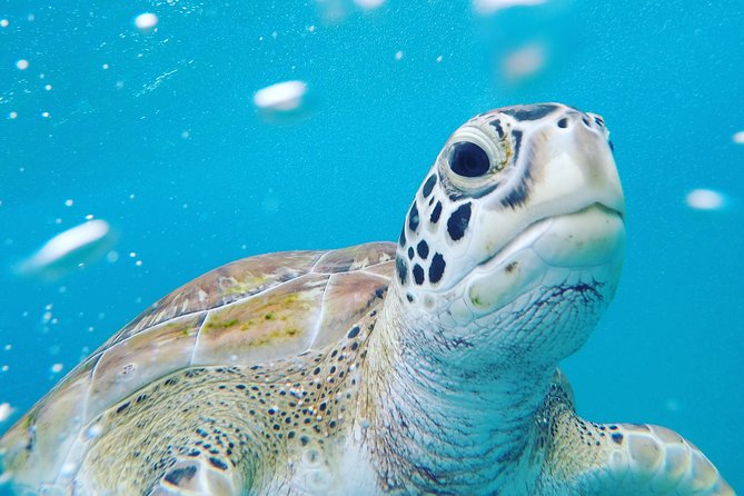 Shasa private catamran sailing cruise, Snorkel with turtles. - Sailing the West Coast With Room to Breathe