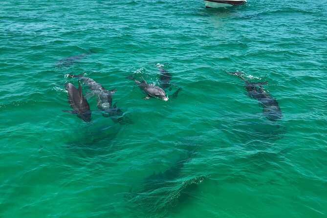 Shell Island Snorkel and Dolphin Catamaran Cruise with Island Time - Snorkeling near St. Andrews Bay
