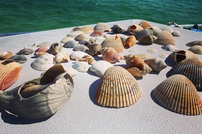 Shell Island Snorkel and Dolphin Catamaran Cruise with Island Time - Smart booking and timing advice