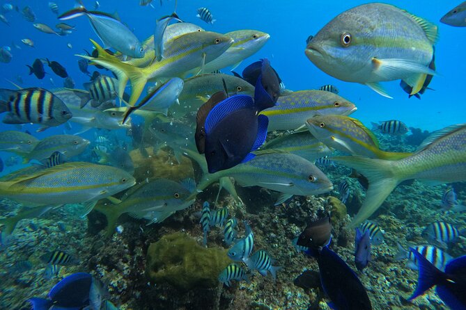 Short Excursion 4-Hour Party Catamaran and Snorkeling - What the Cabarete catamaran day is really like