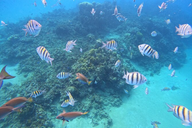 Short Excursion 4-Hour Party Catamaran and Snorkeling - Safety, service, and communication