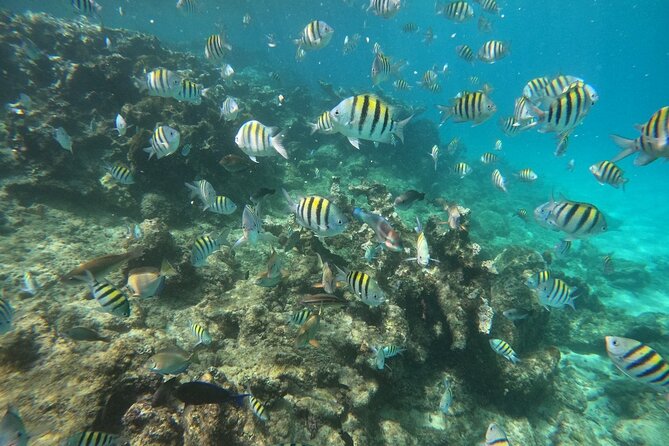 Short Excursion 4-Hour Party Catamaran and Snorkeling - Pickup from Cabarete and the ride toward Sosua