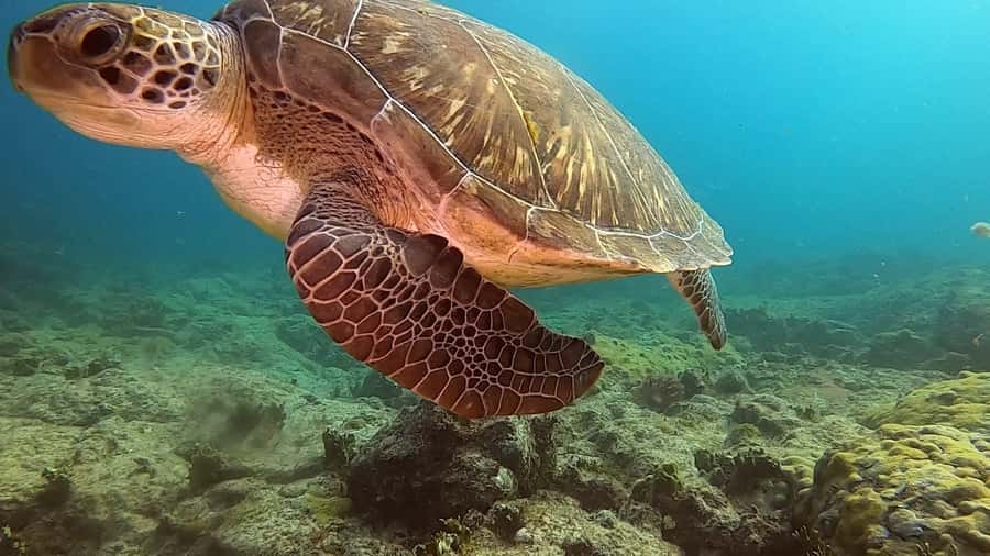 Short Snorkeling Trip - What the two-hour outing is really like