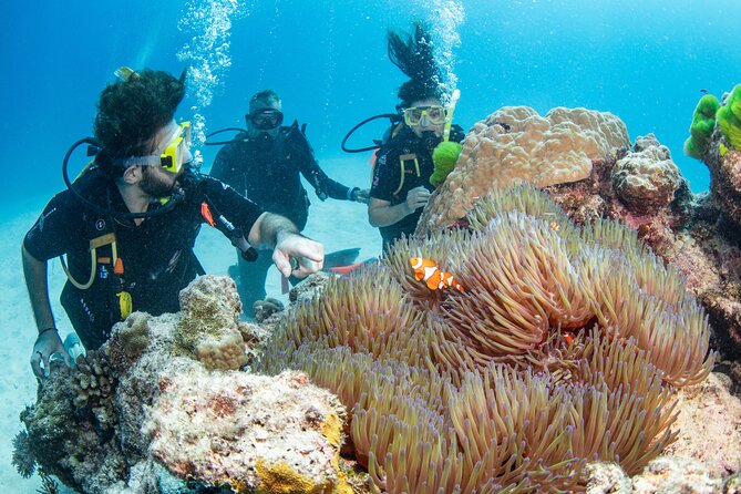 Silverswift Dive and Snorkel Great Barrier Reef Cruise - From Cairns wharf to the Coral Sea