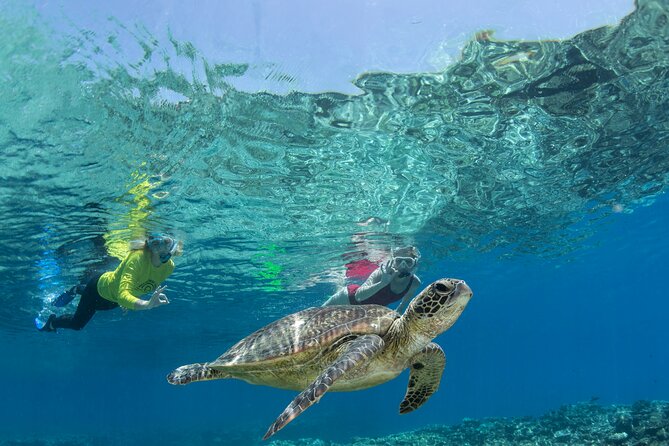 Silverswift Dive and Snorkel Great Barrier Reef Cruise - Choosing snorkeling or scuba
