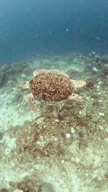 Siquijor: Jeepney Island Tour with Snorkeling - What the $86 price really covers