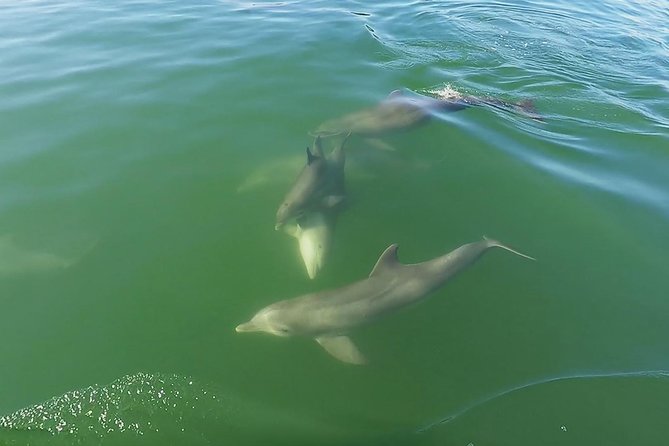 Small Group 2 Hour Dolphin Cruise with Snorkeling to Shell Key - Snorkeling: enjoyable when conditions cooperate