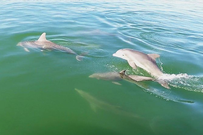 Small Group 2 Hour Dolphin Cruise with Snorkeling to Shell Key - The captain matters more than the script
