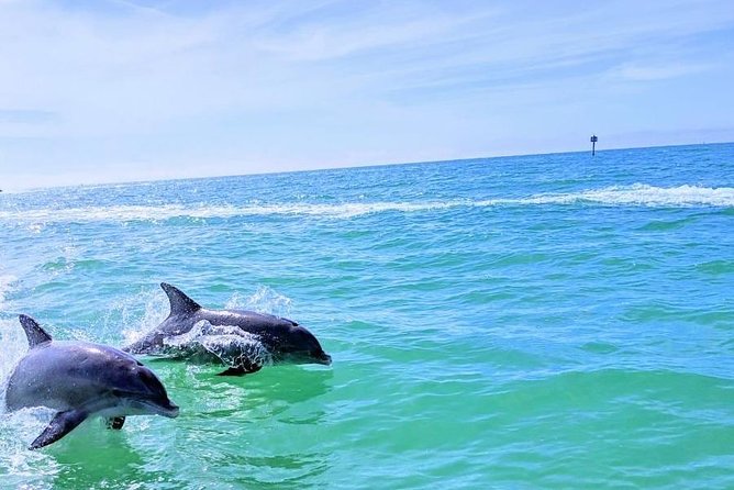 Small Group 2 Hour Dolphin Cruise with Snorkeling to Shell Key - What two hours really gets you for $75
