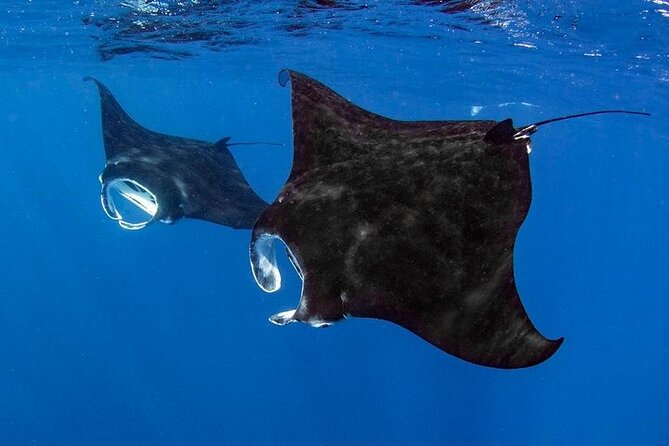 Small Group, Kona Manta Ray Snorkel Adventure! - Key points to know before booking