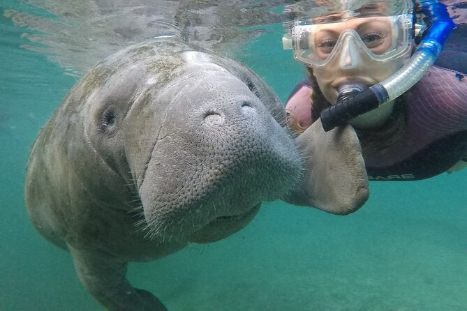 Small Group Manatee Snorkel Tour with In-Water Guide and Photographer - Key points before you book