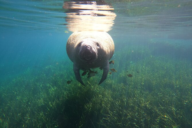 Small Group Manatee Snorkel Tour with In-Water Guide and Photographer - Why the six-person limit changes the experience
