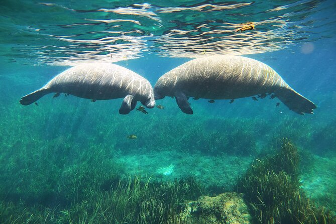 Small Group Manatee Snorkel Tour with In-Water Guide and Photographer - Water clarity and the honest limitation of nature