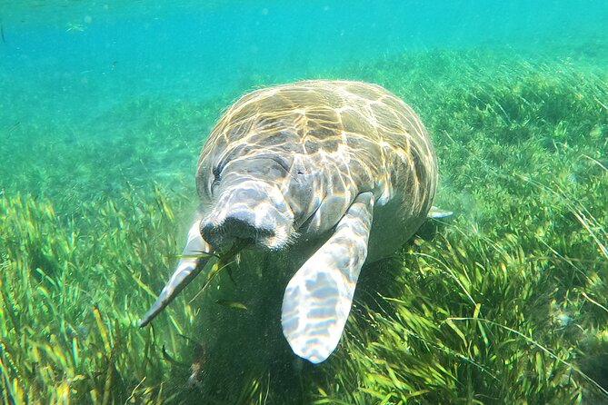 Small Group Manatee Snorkel Tour with In-Water Guide and Photographer - Families, children, and first-time snorkelers