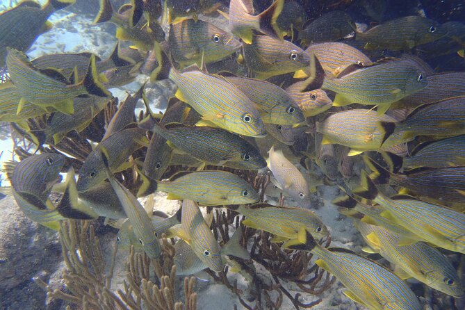 Small-Group Mesoamerican Barrier Reef Snorkeling in Puerto Morelos - Two 45-minute snorkels, not a quick look