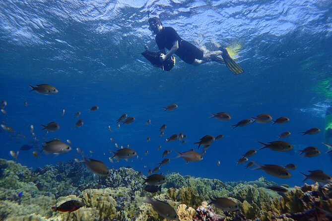 Small-Group Sea Scooters Snorkel at Mangel Halto Beach in Aruba - The highlights at a glance