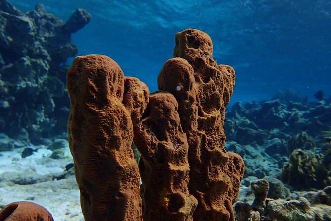 Small-Group Sea Scooters Snorkel at Mangel Halto Beach in Aruba - Is $100 a fair price?