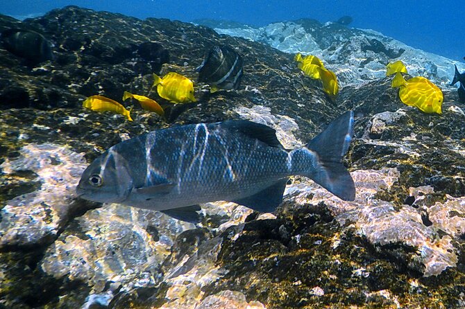 Small-Group Snorkel at Kealakekua Bay in Captain Cook, Big Island - The Captain Cook Monument and historical park