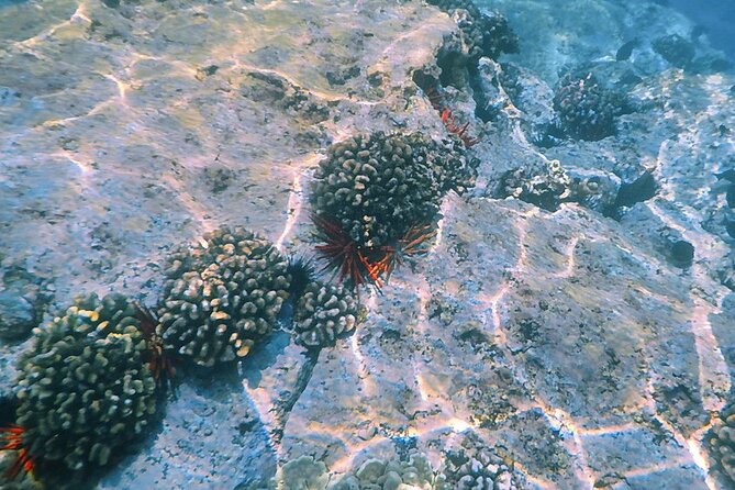 Small-Group Snorkel at Kealakekua Bay in Captain Cook, Big Island - Food, gear, and the small practical details