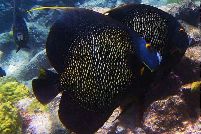 Small Group Snorkeling at Mangel Halto Aruba - Fish, coral, and the Kappel shipwreck