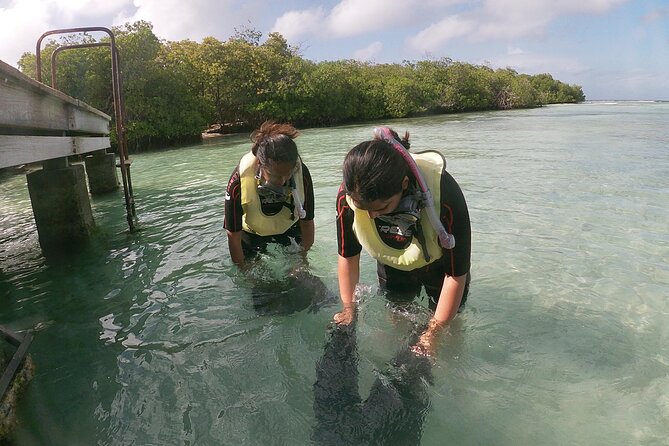 Small Group Snorkeling at Mangel Halto Aruba - What $55 really gets you