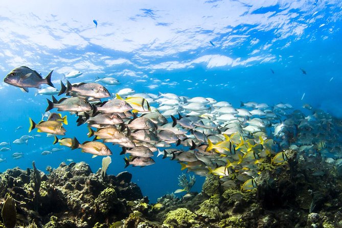 Small Group Snorkeling at Mangel Halto Aruba - Swimming from mangroves to the reef